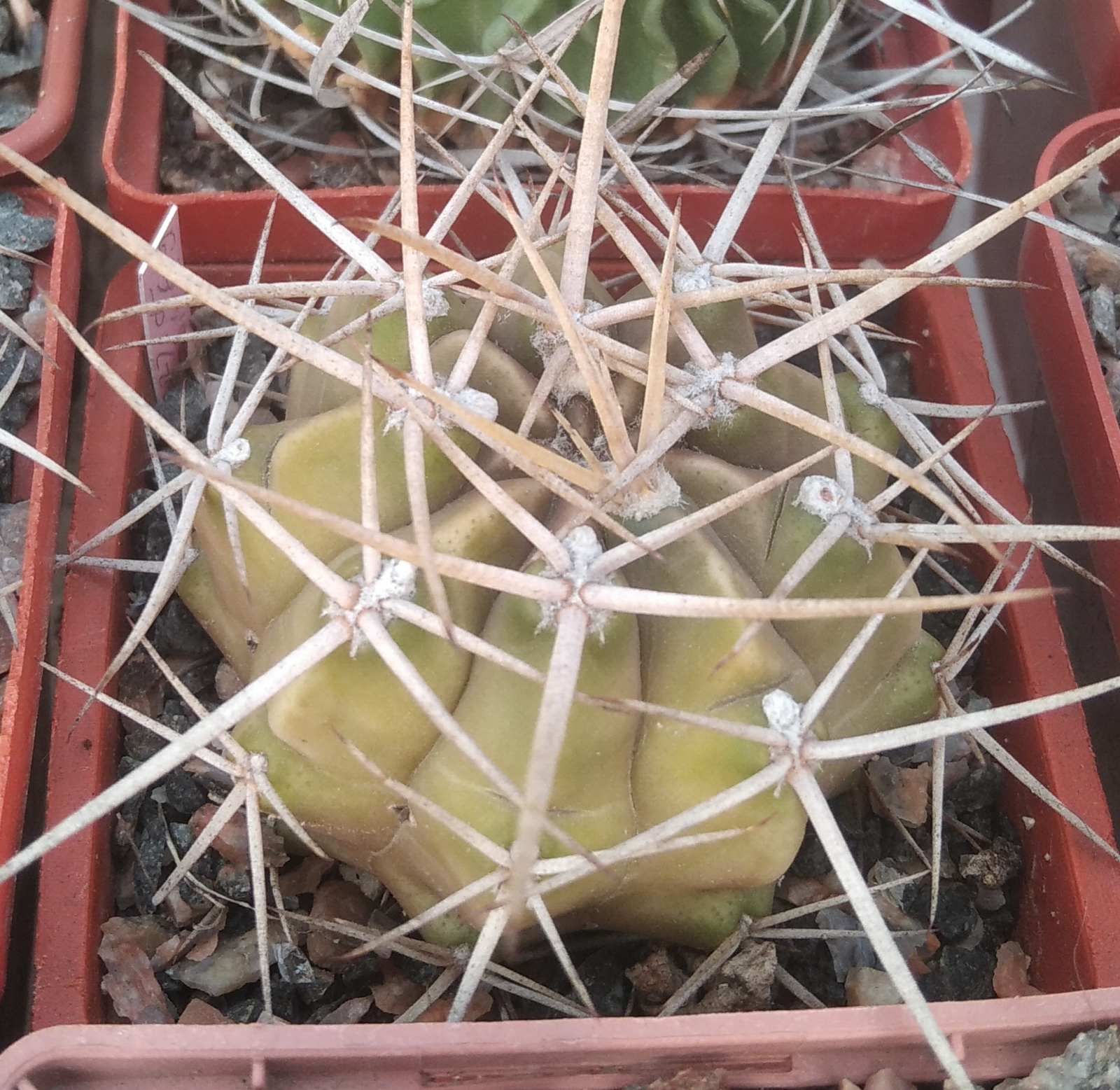 Gymnocalycium griseo-pallidum -super spined form- відбір-сube-7см-