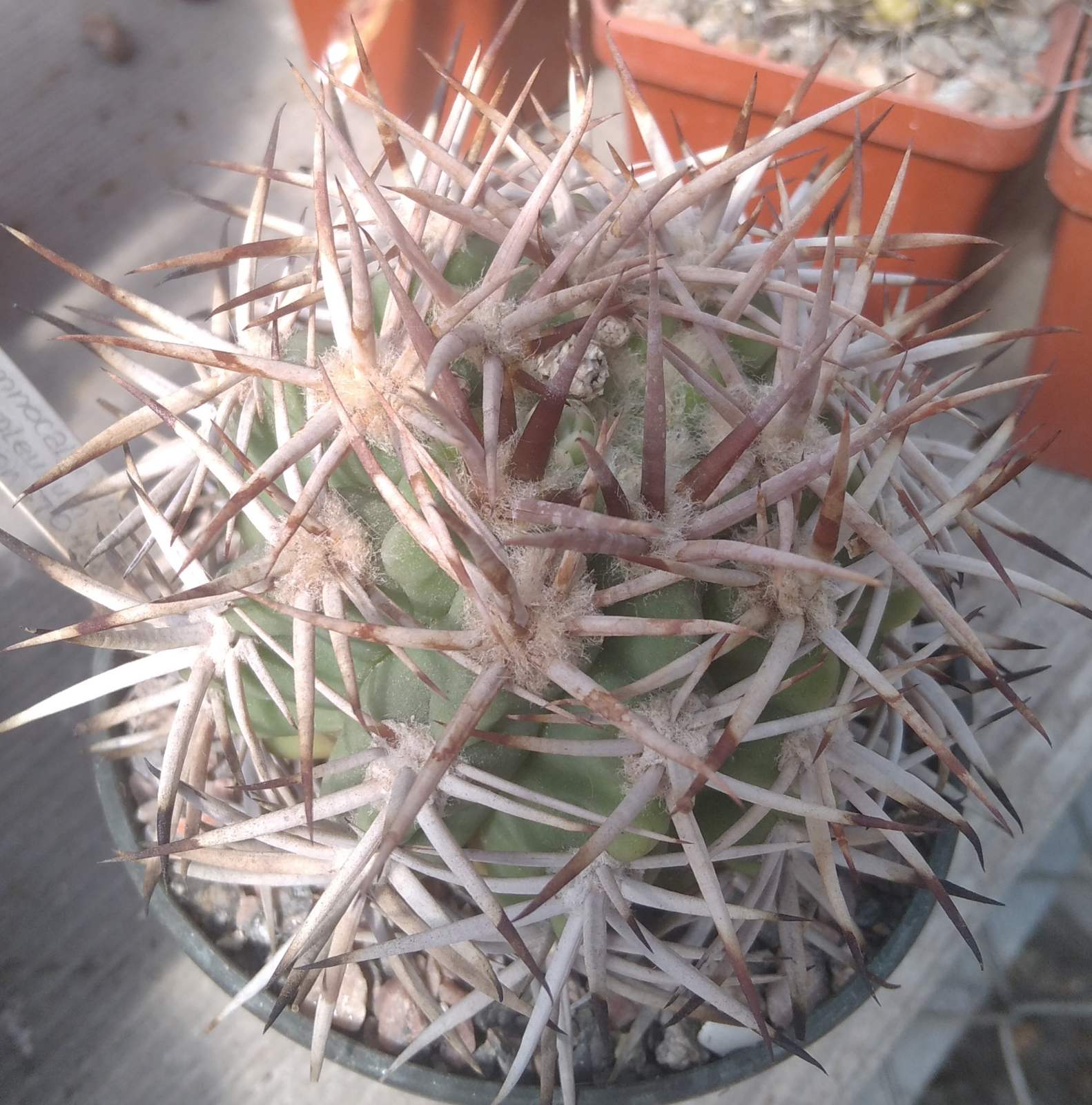 Gymnocalycium ferocior STO498 -горщик-9см- elit form!-