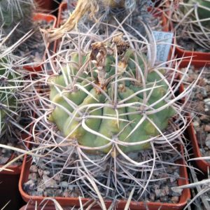 Gymnocalycium guanchinense -Cuesta Miranda- cube-8cm-