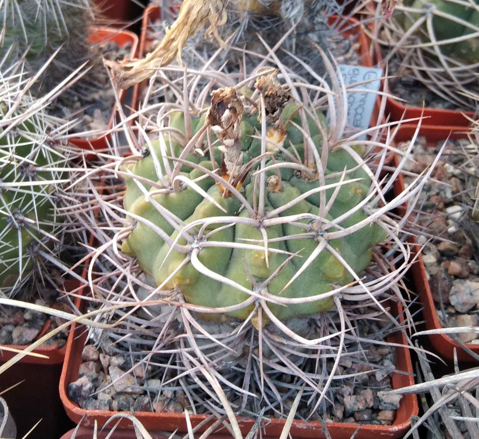 Gymnocalycium guanchinense -Cuesta Miranda- cube-8cm-