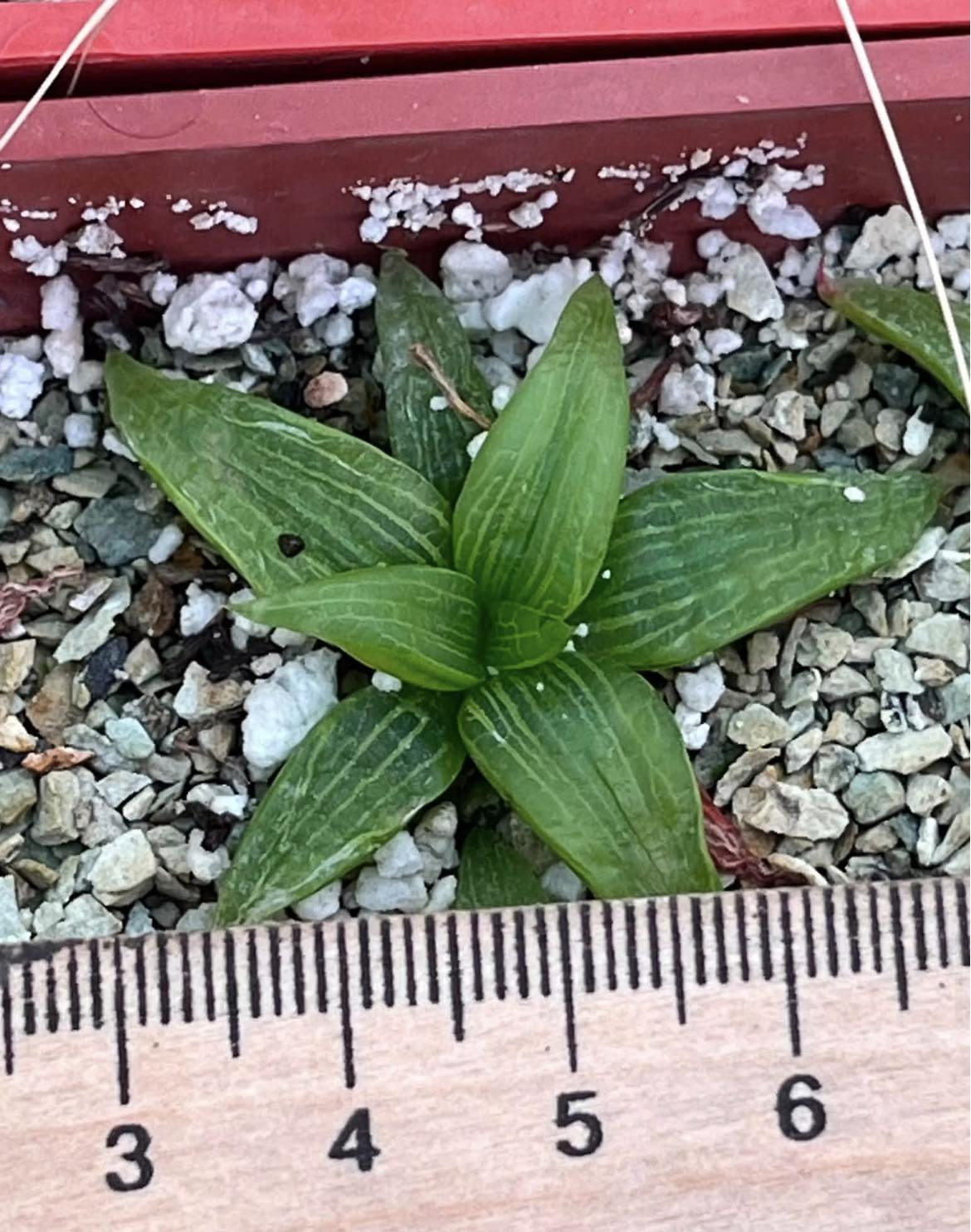 bulbine inamarxiae