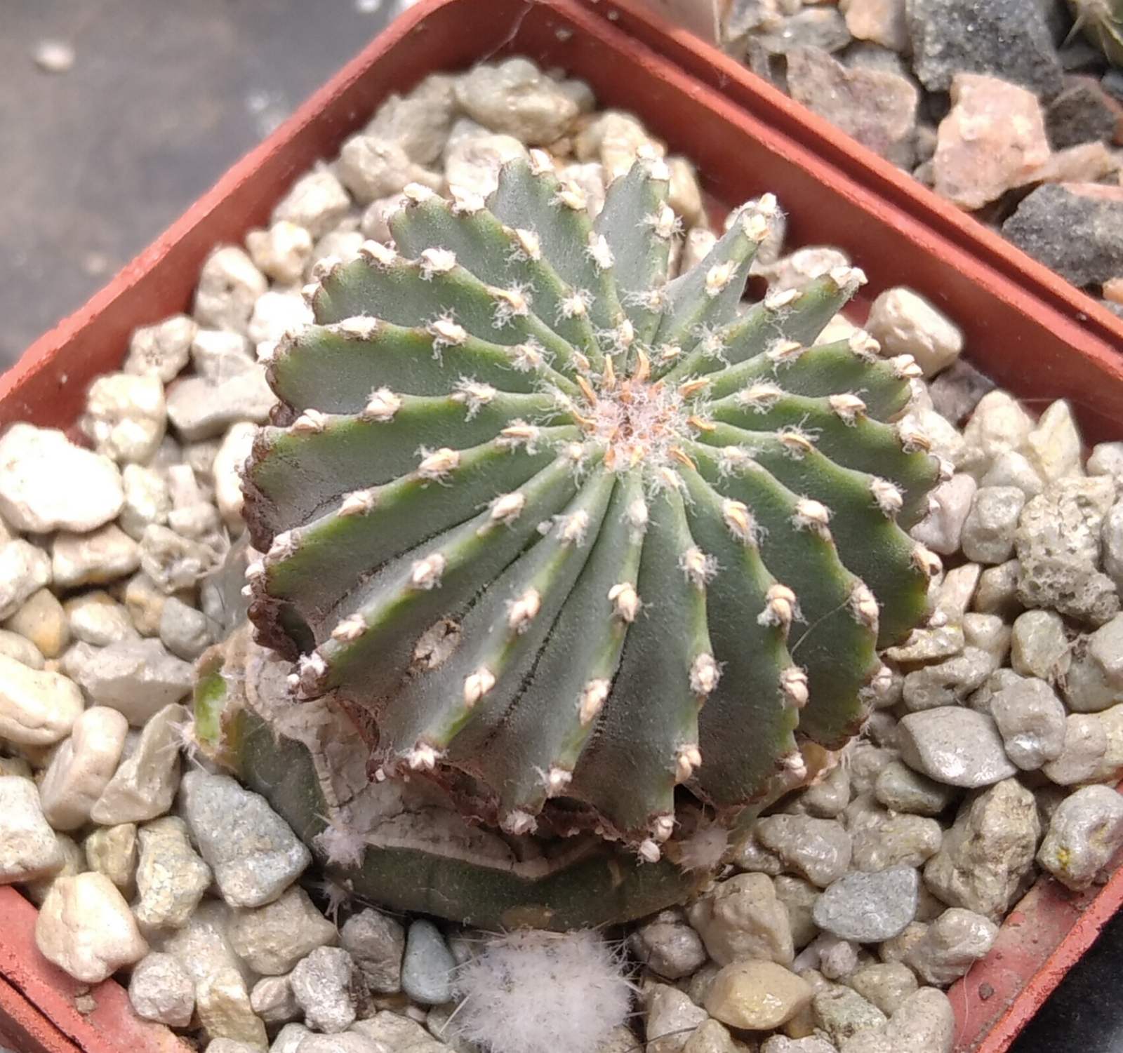 Geohintonia mexicana -cube-6cm- щеплена-
