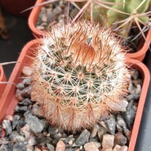 Notocactus schlosseri DV4 -cube-5cm-
