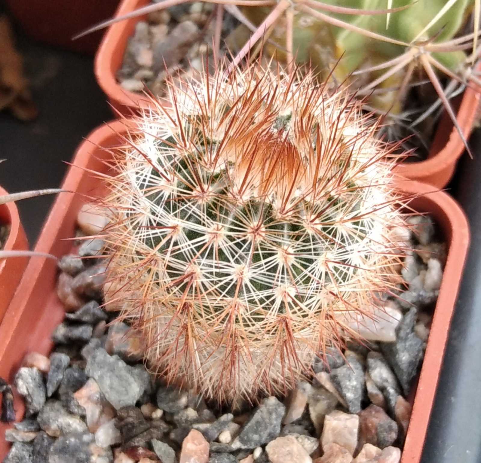 Notocactus schlosseri DV4 -cube-5cm-