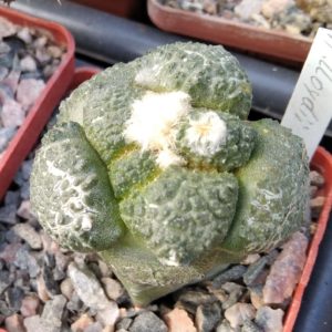 Ariocarpus lloydii -cube-6cm- щепа-