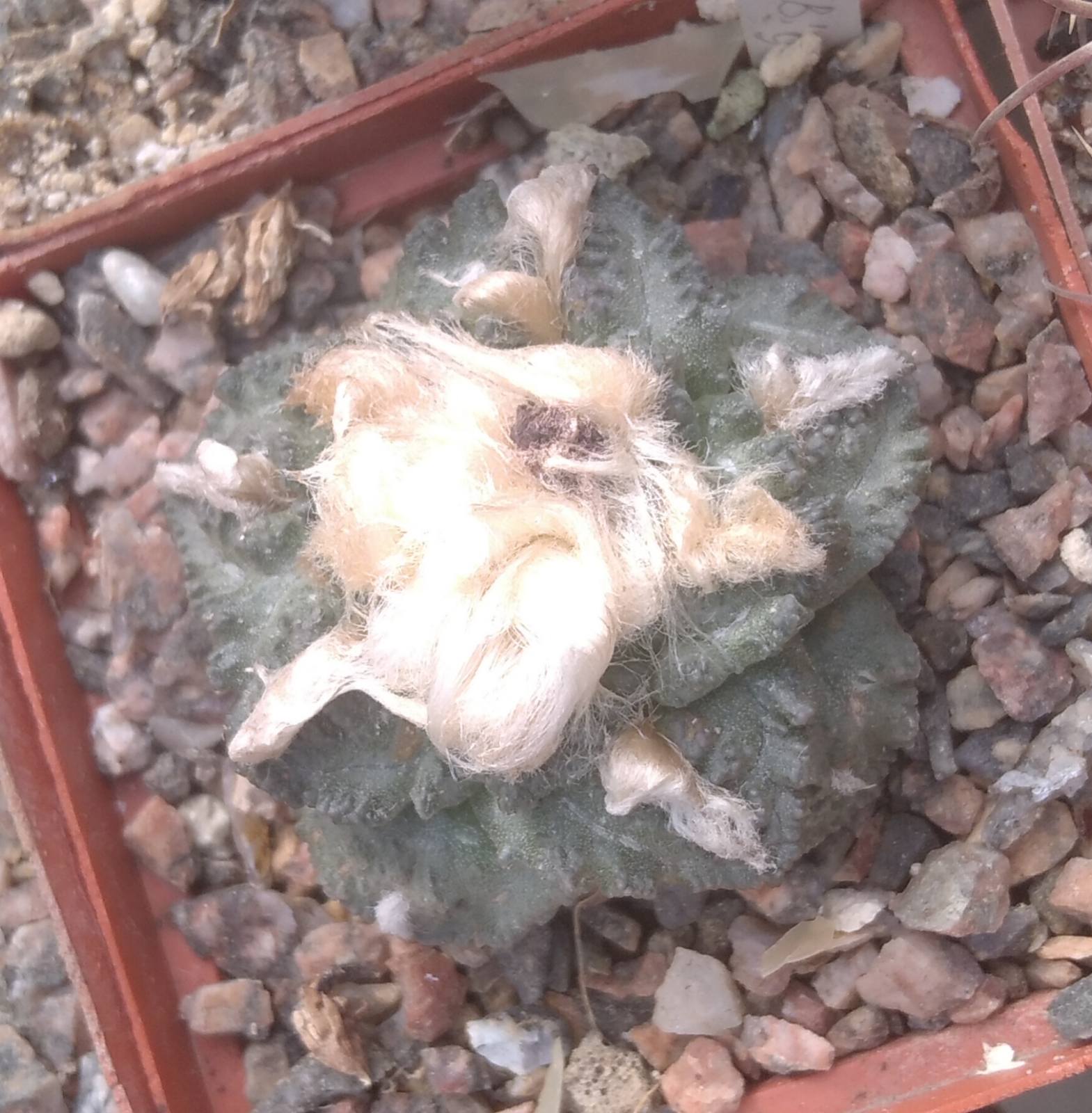 Ariocarpus fissuratus -Big Bend-cube-7cm-коренева шийка - E.jusbertii-