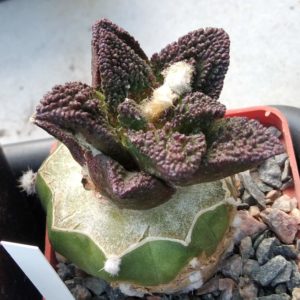 Ariocarpus bravoanus -El Nunez- cube-7cm-