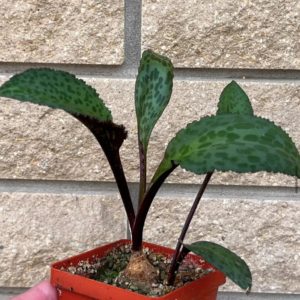 drimiopsis atropurpurea
