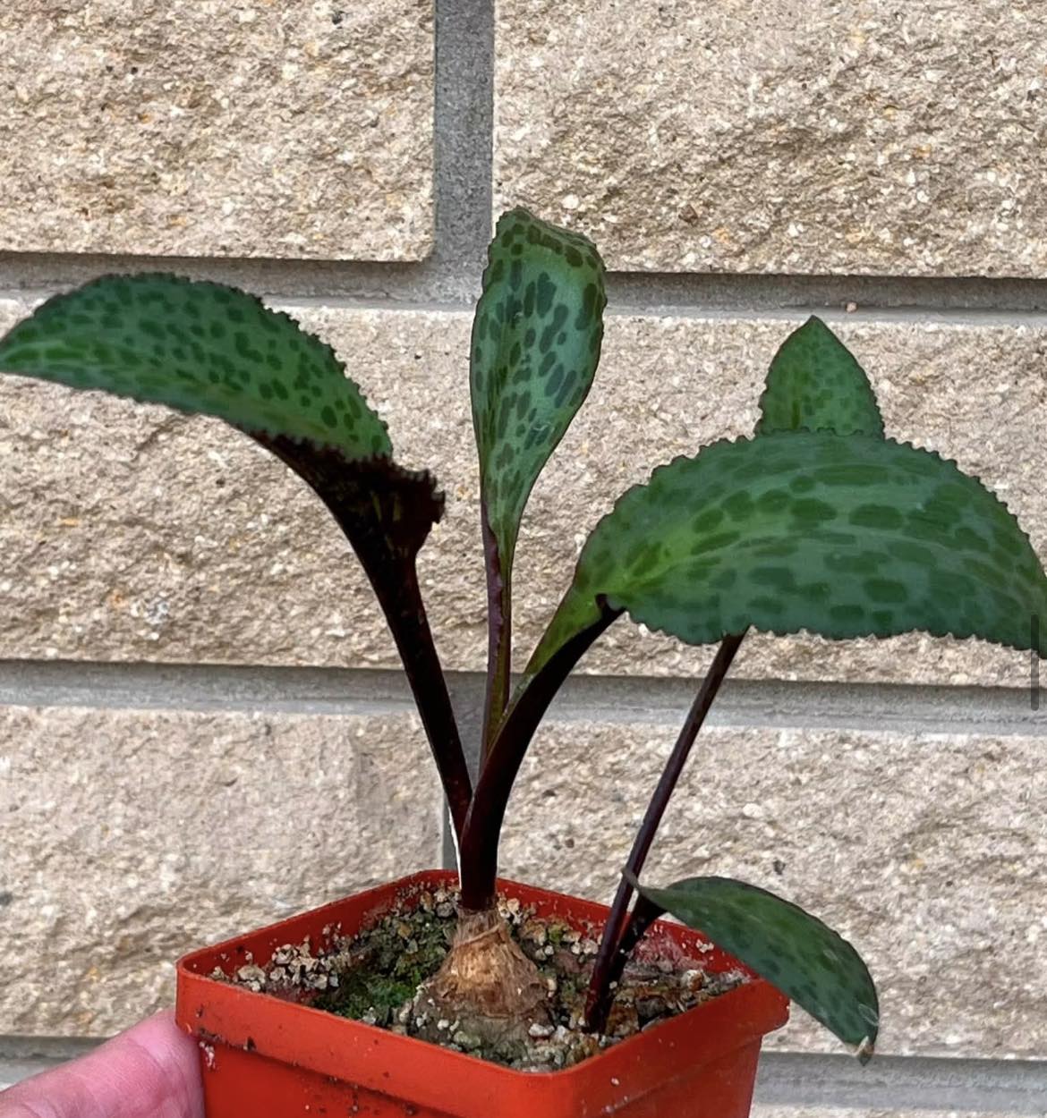 drimiopsis atropurpurea