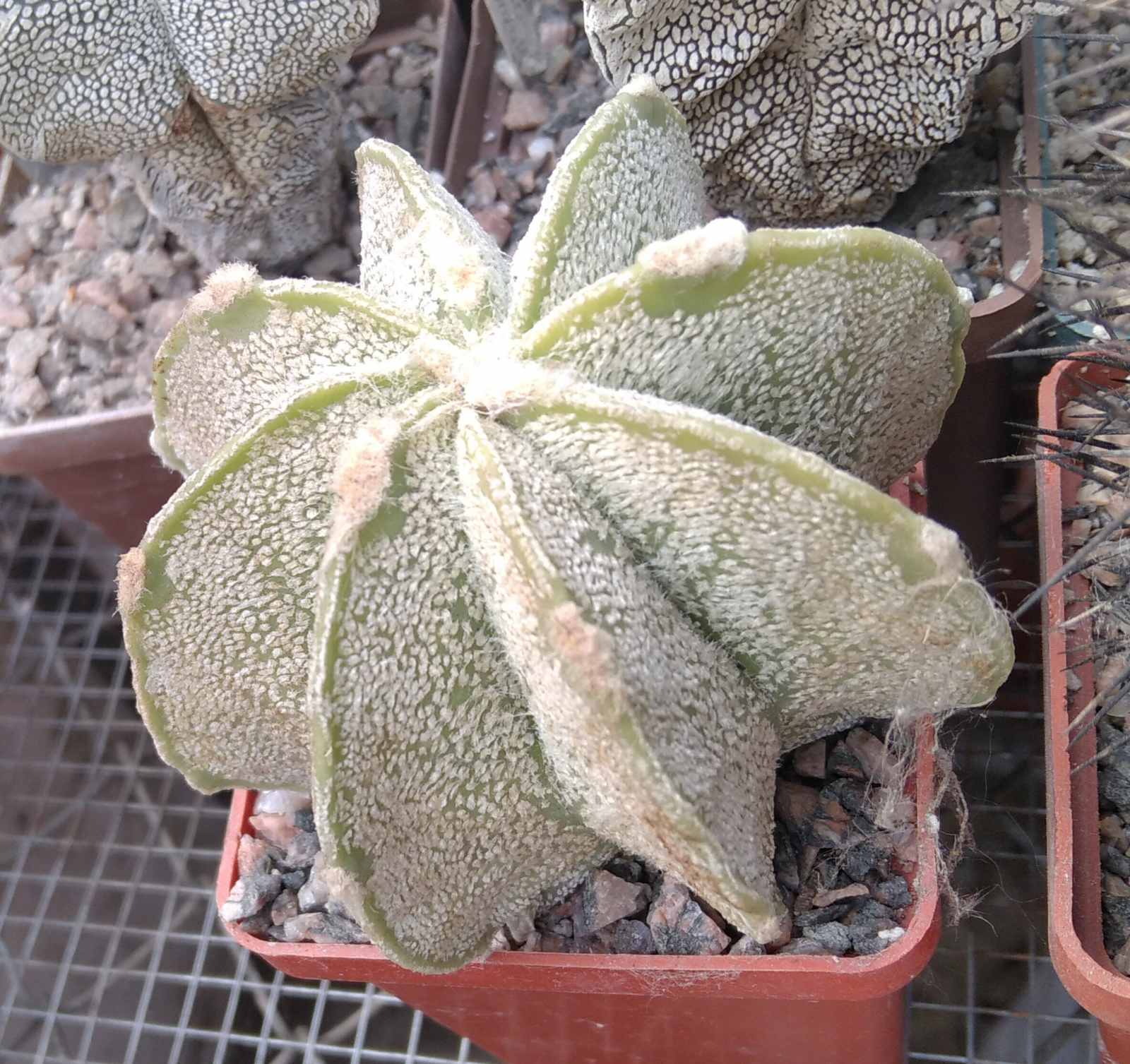 Astrophytum capricorne "Weisse Stachel" -cube-6cm-