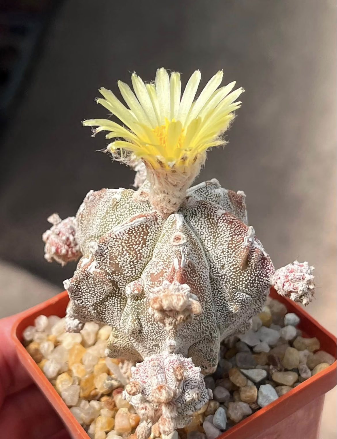 astrophytum hakujo