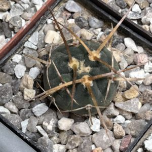 gymnocalycium armatum vs 579
