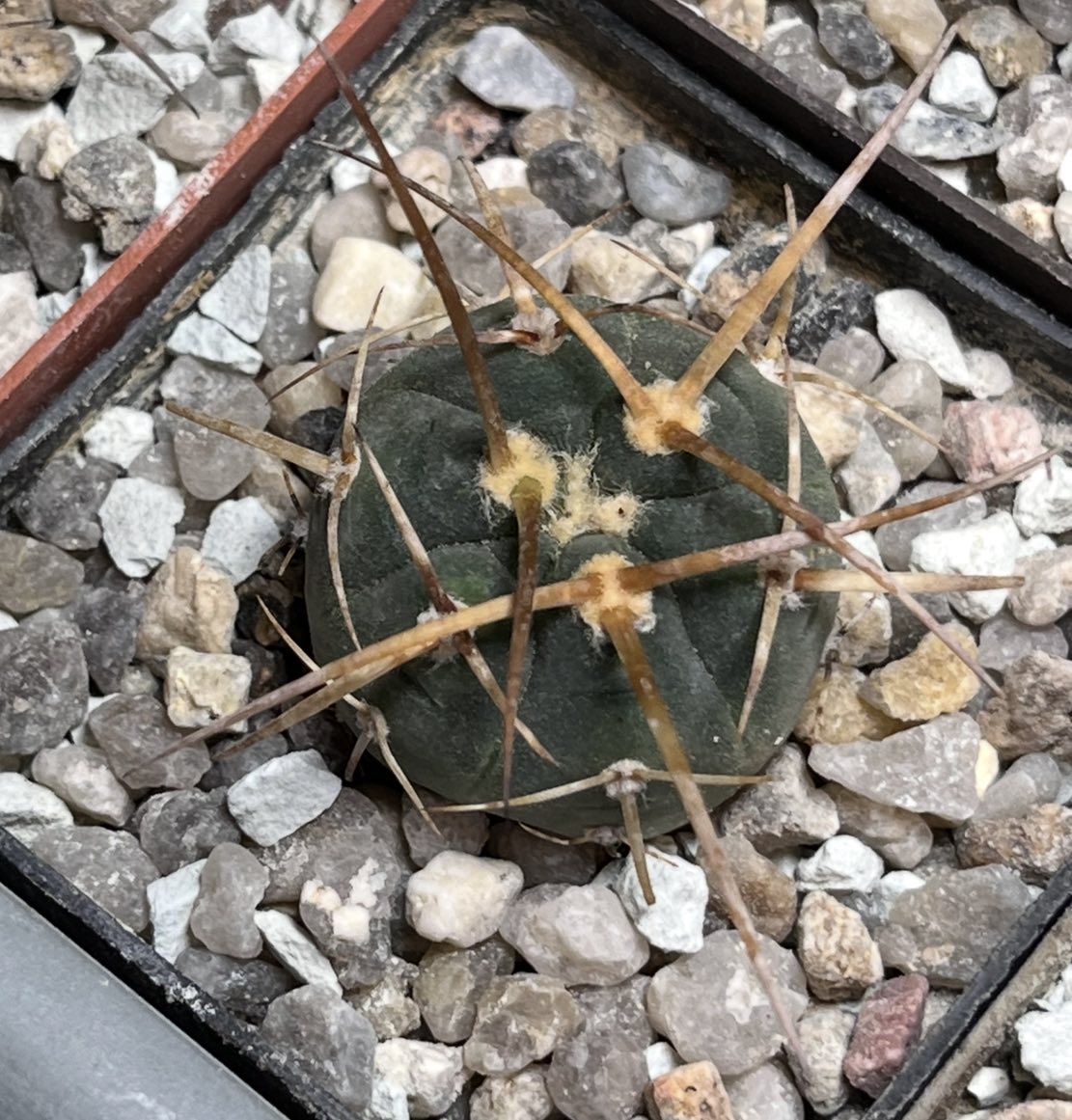 gymnocalycium armatum vs 579