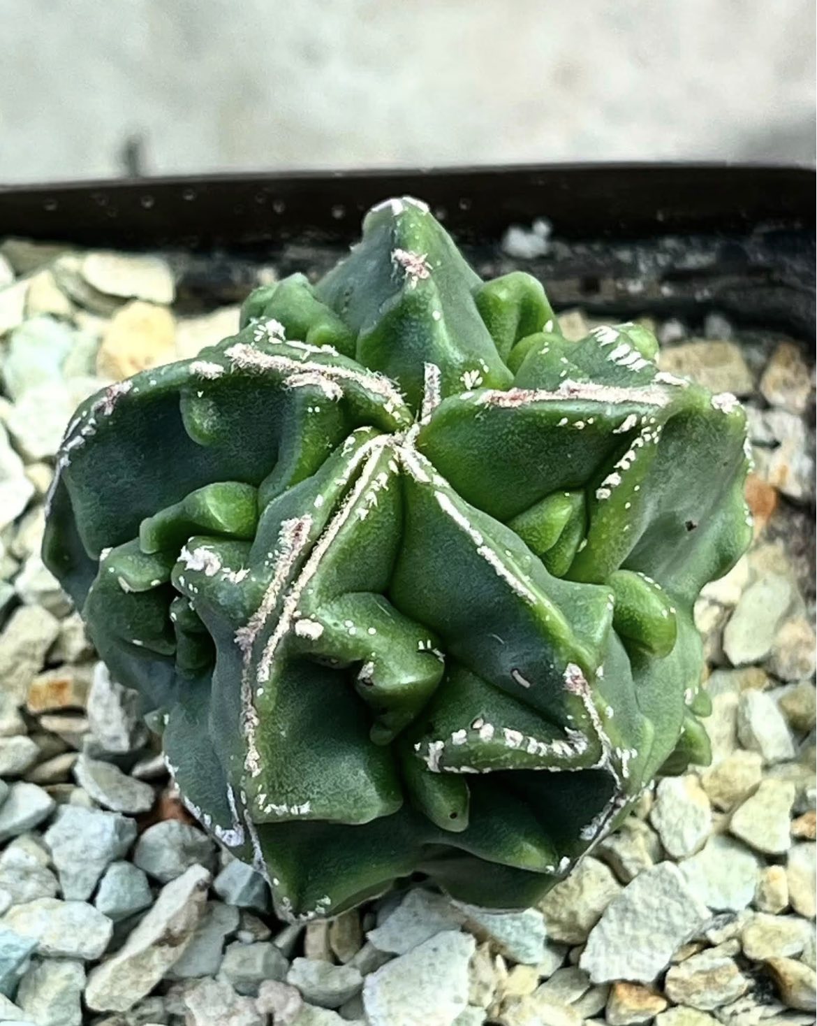 astrophytum fukuryu