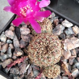 Sulcorebutia zavaletae R590 - Sucre, Bolivia- cube-7cm-
