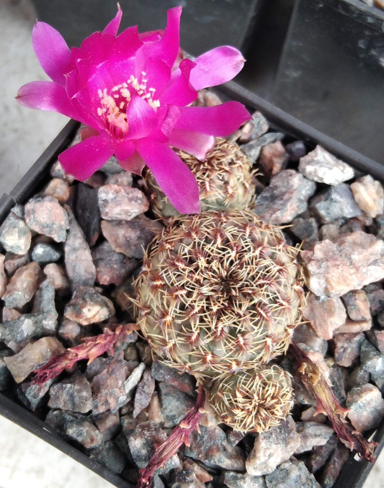 Sulcorebutia zavaletae R590 - Sucre, Bolivia- cube-7cm-