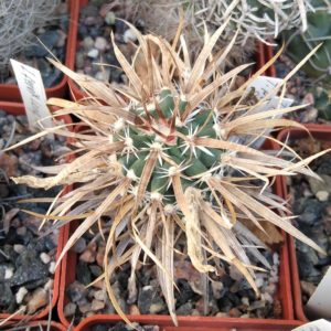 Toumea papyracantha SB330 -cube-6cm- низька прихована підщепа-