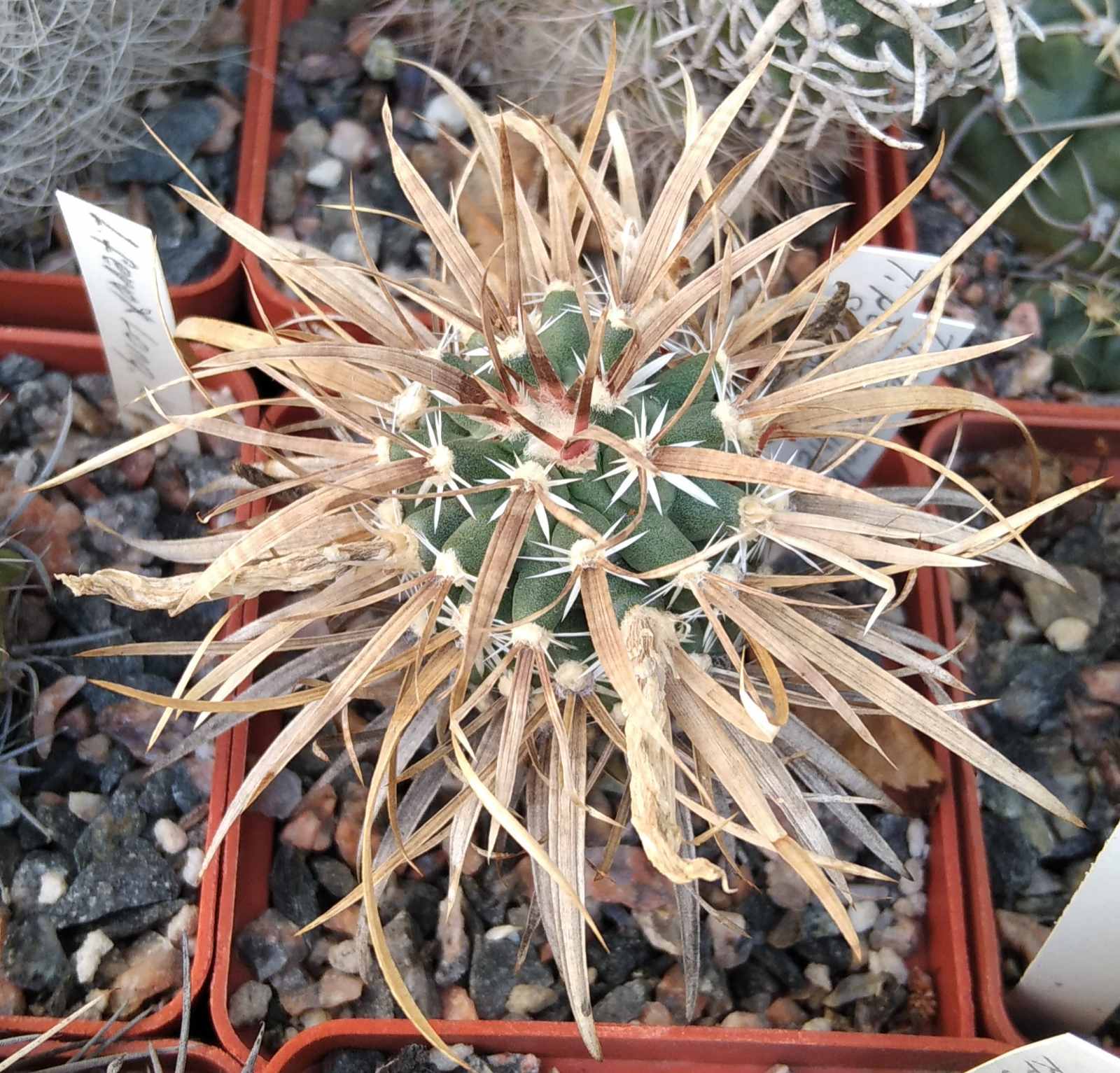 Toumea papyracantha SB330 -cube-6cm- низька прихована підщепа-