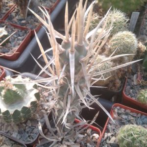 Tephrocactus art. v. papyracanthus -cube-6cm-
