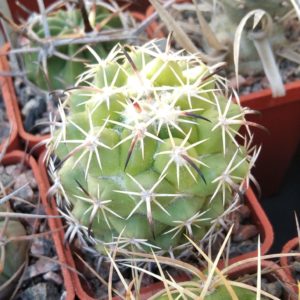 Coryphantha tripugionacantha -Koehres- cube-5cm-