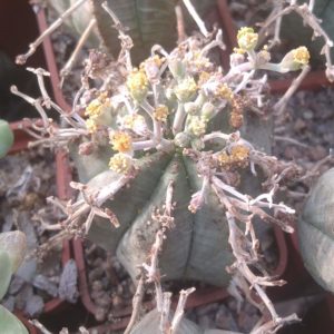 Euphorbia obesa x valida -cube-5cm-  (cіянець)