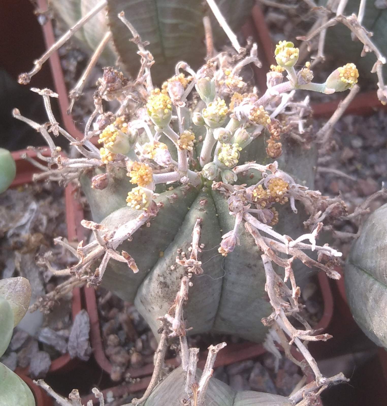Euphorbia obesa x valida -cube-5cm-  (cіянець)