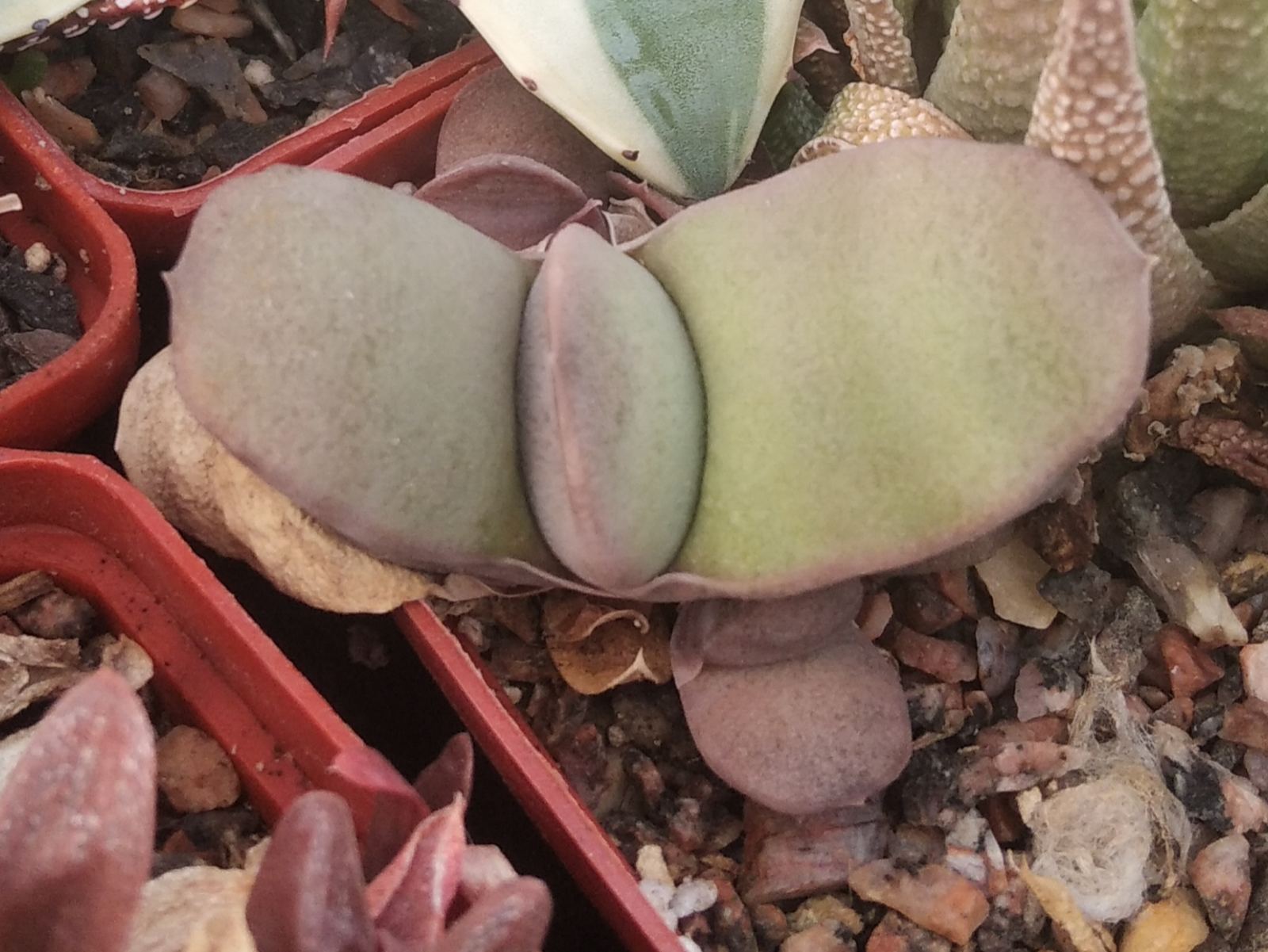 Gasteria glomerata -