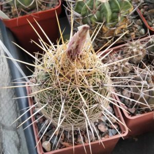 Thelocactus bicolor SB281 -cube-7cm-