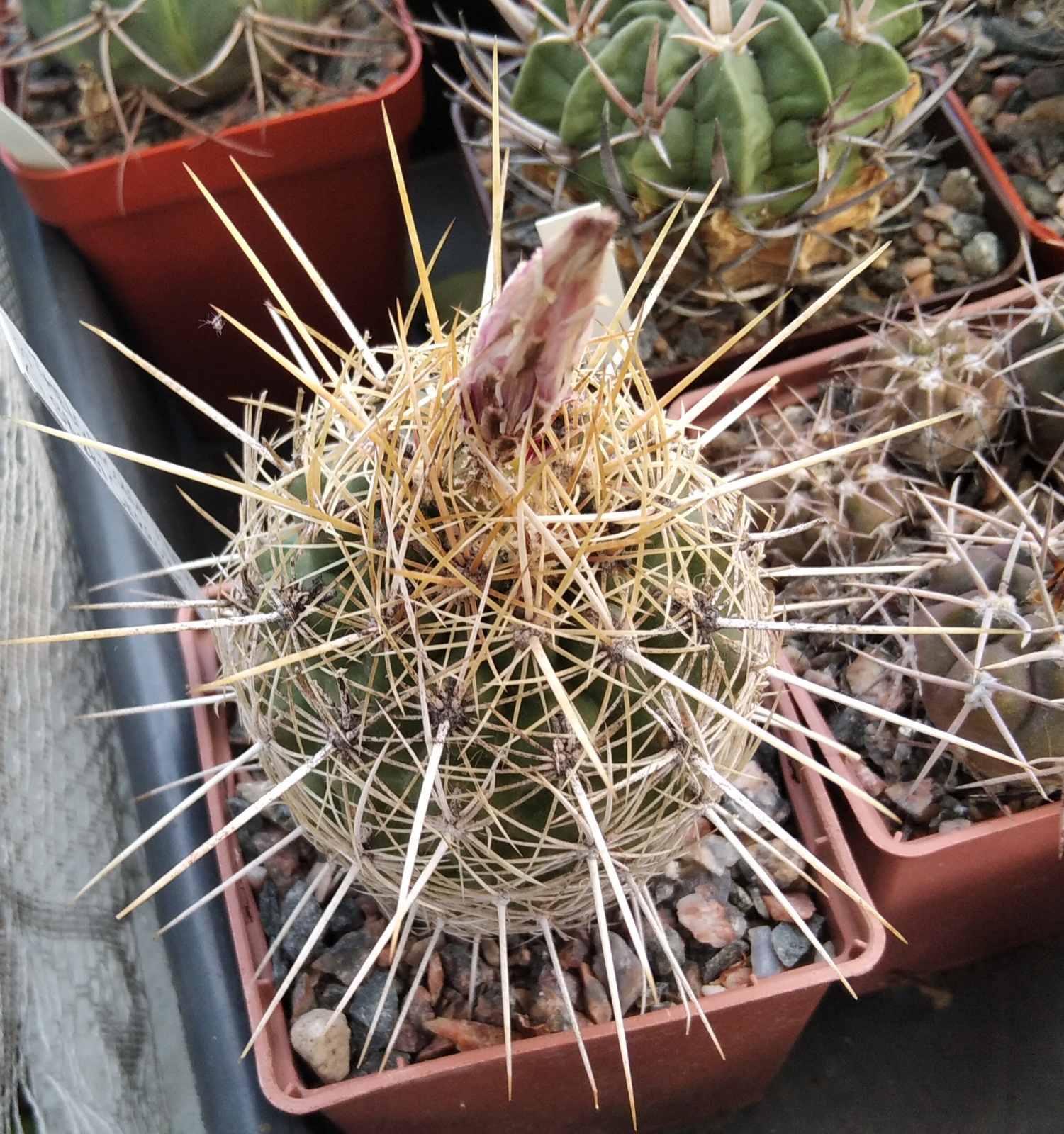 Thelocactus bicolor SB281 -cube-7cm-