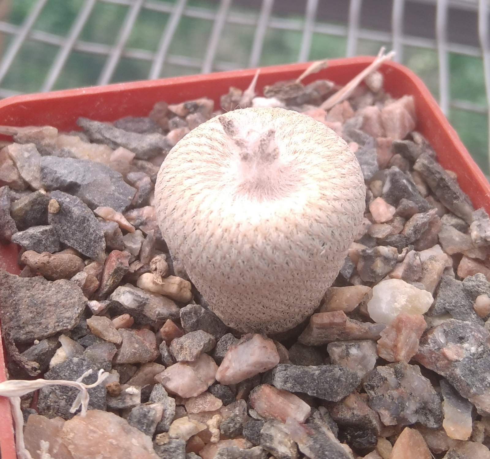 Epithelantha bokei SB415 -cube-6cm-
