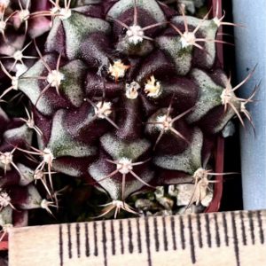 gymnocalycium damsii variegata