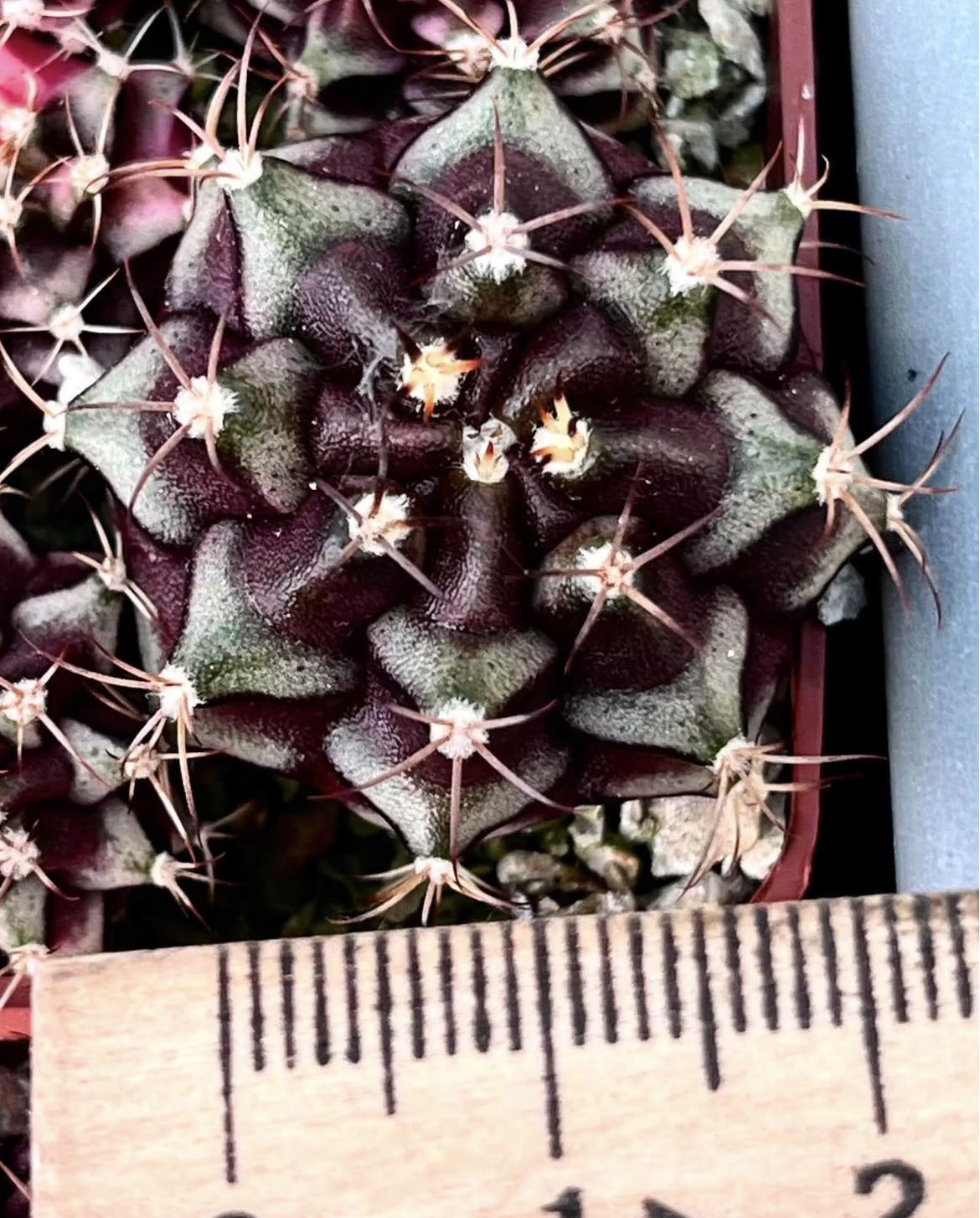 gymnocalycium damsii variegata