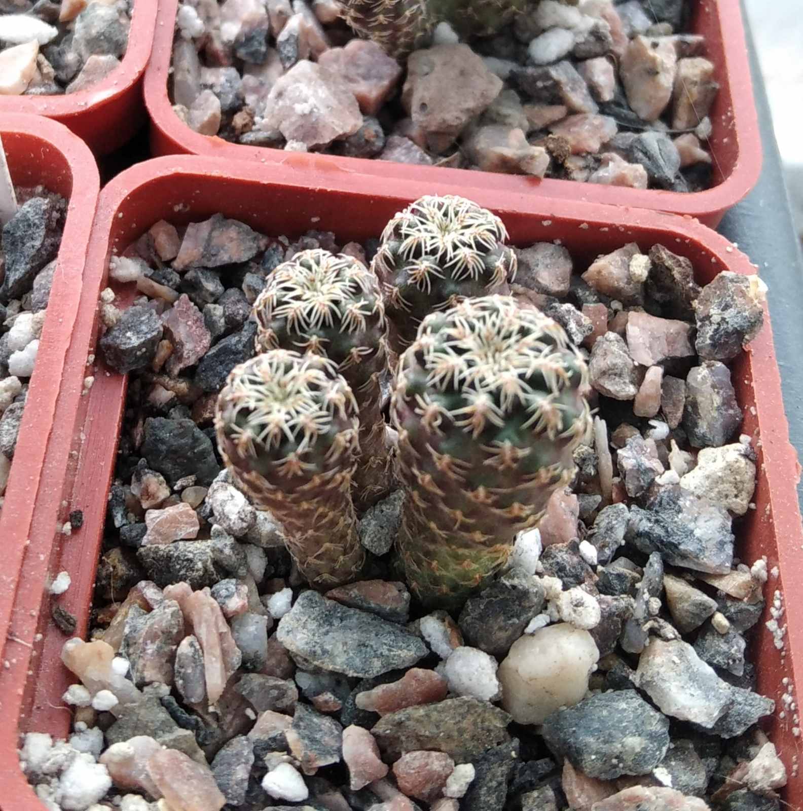 Sulcorebutia spec. HS057 -cube-5cm-