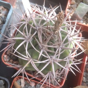 Gymn. nigriareolatum v. densispinum- cube-7cm-