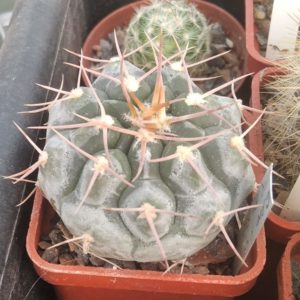 Gymn. pochazkianum -cube-5cm-