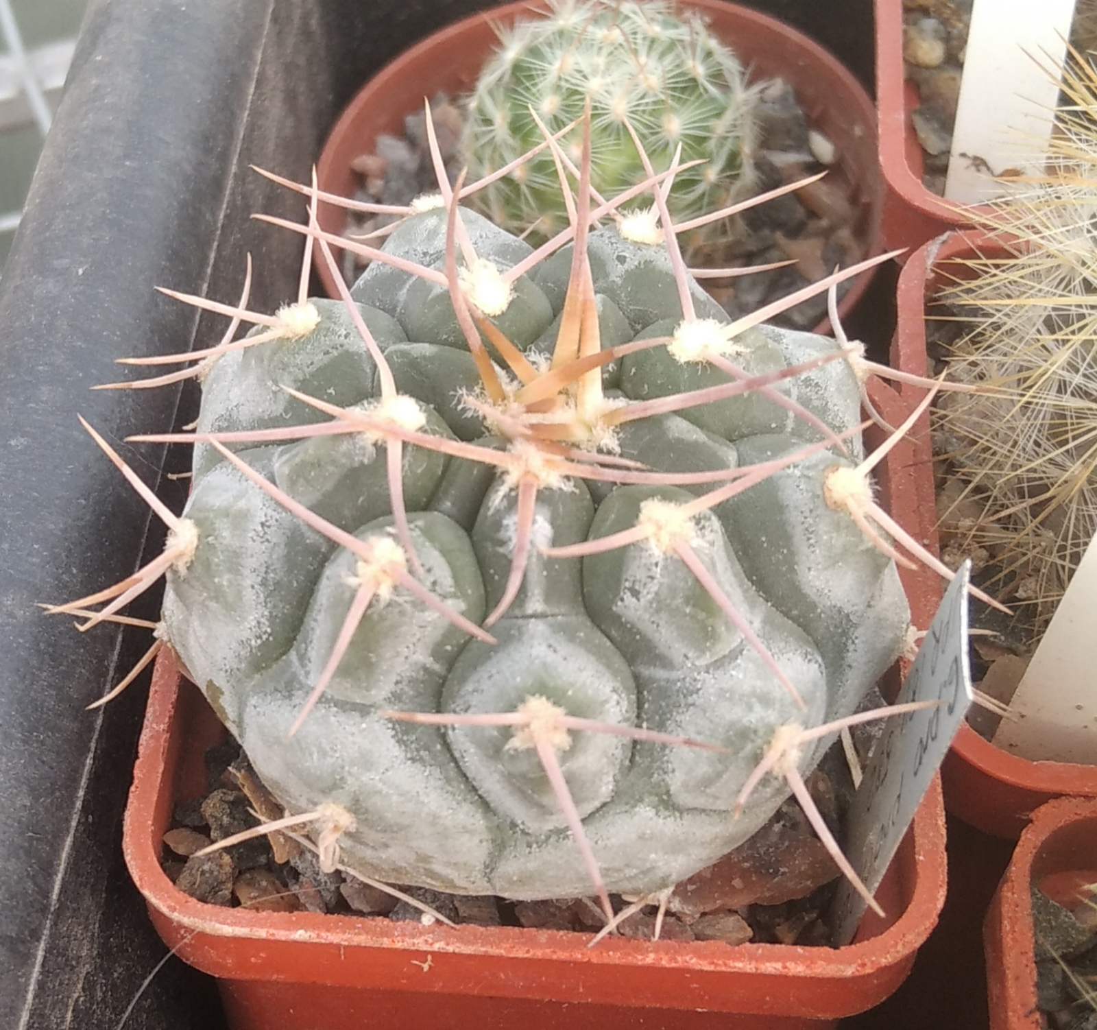 Gymn. pochazkianum -cube-5cm-