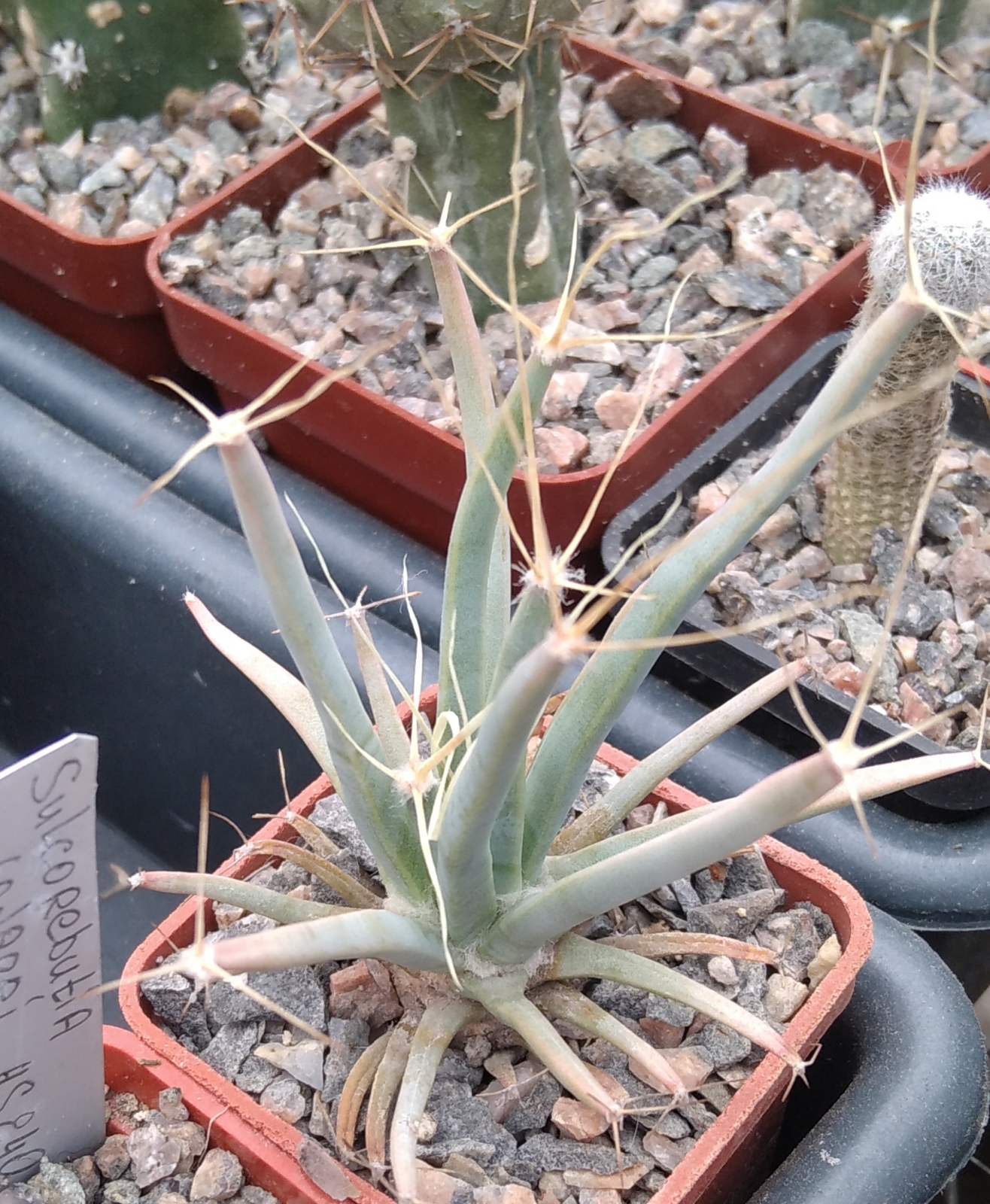 Leichtenbergia pricipis -cube-5cm-