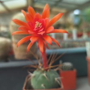 Submatucana madisoniorum yellow spines (Plapp)
