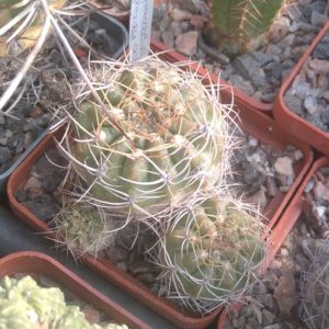 Neoporteria chilensis WM045 -cube-6cm-
