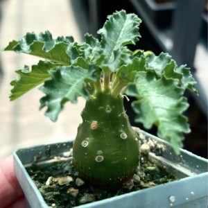 dorstenia lavrani