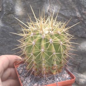 Ferocactus pottsii v. alamosensis -Mesa Garden-cube-8cm-