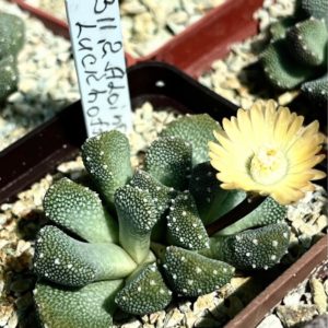 aloinopsis luckhoffii