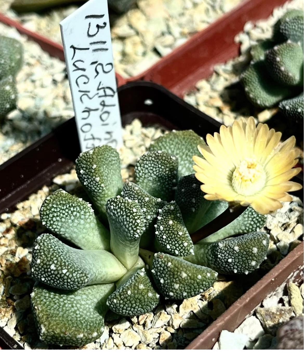 aloinopsis luckhoffii