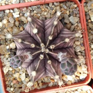 Gymnocalycium friedrichii -cube-6cm-