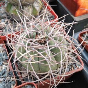 Gymn. cardenasianum - cube-7cm-
