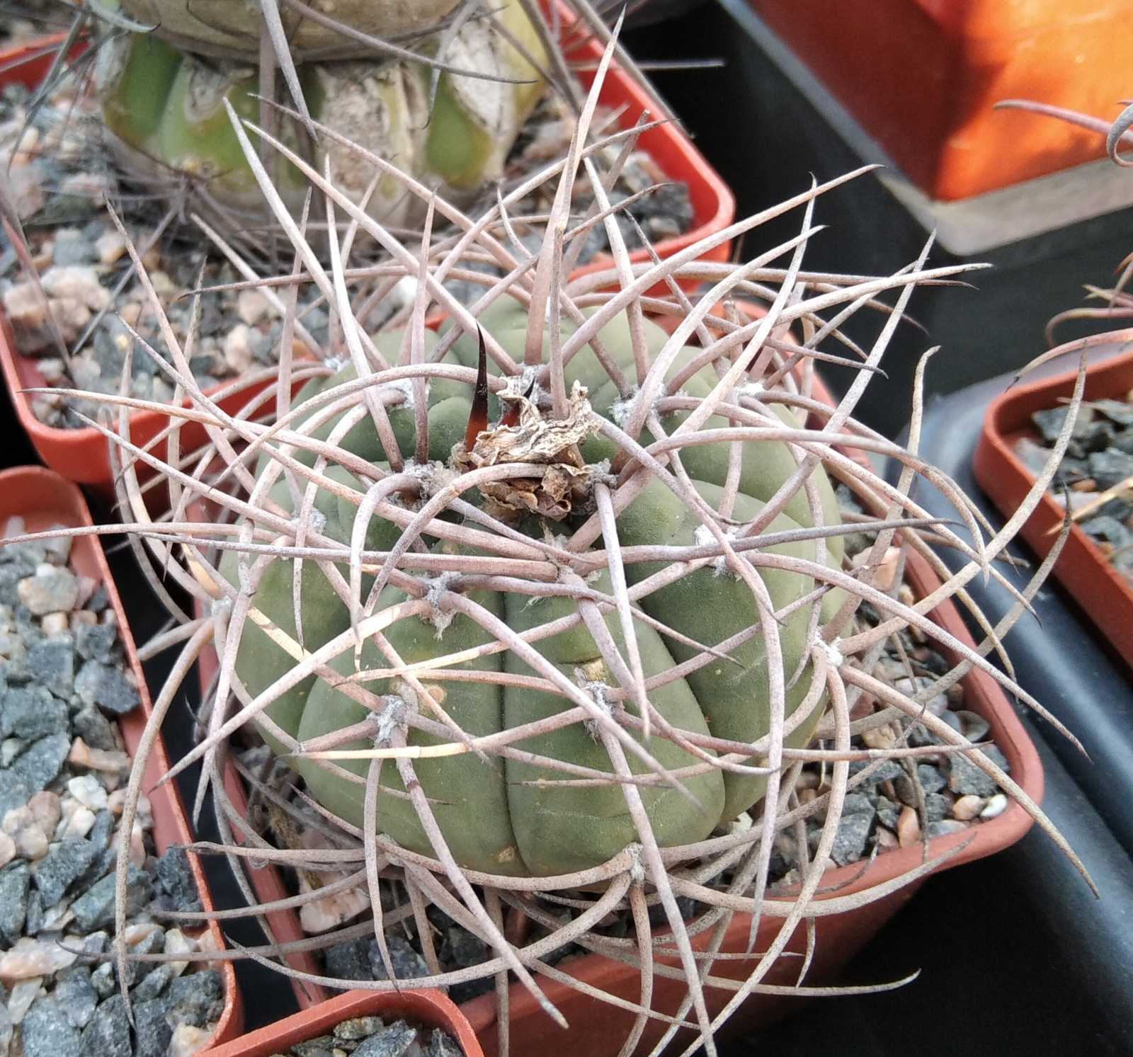 Gymn. cardenasianum - cube-7cm-