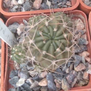 Lobivia cardenasiana v. rubriflora -cube-5cm-