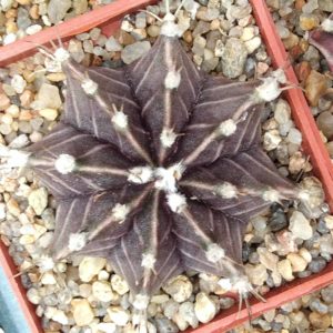 Gymnocalycium friedrichii -cube-6cm-