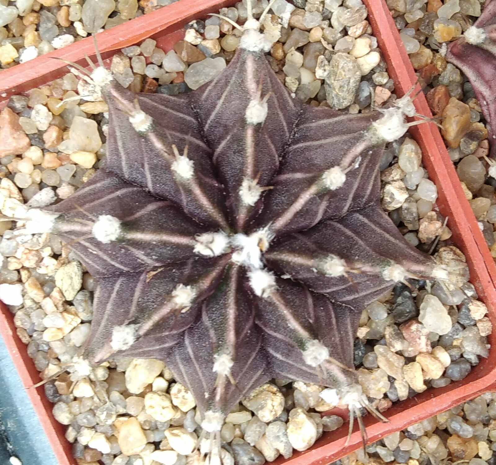 Gymnocalycium friedrichii -cube-6cm-