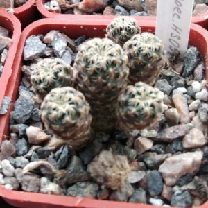 Sulcorebutia spec. HS057 -cube-5cm-
